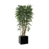 6' Ruscus Tree in Block Planter