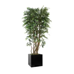 6' Ruscus Tree in Block Planter