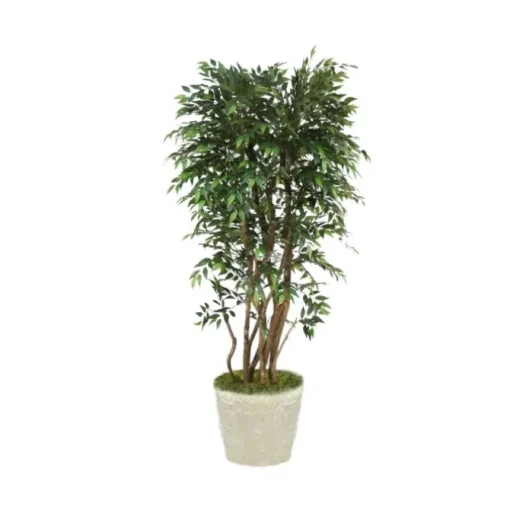 6' Ruscus Tree in Liner