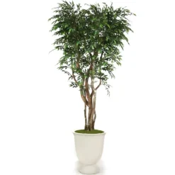 8' Ruscus Tree in White Concrete Planter