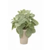 Sage in Grey French Pot