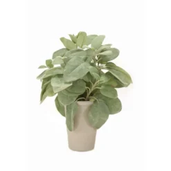 Sage in Grey French Pot