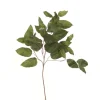 Salal Branch Olive Green  (Set of 24)
