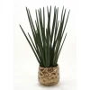 Sanseveria Plantings in Burnt Gold Gabbi Pot