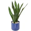 Sanseveria Plants in Blue Pot
