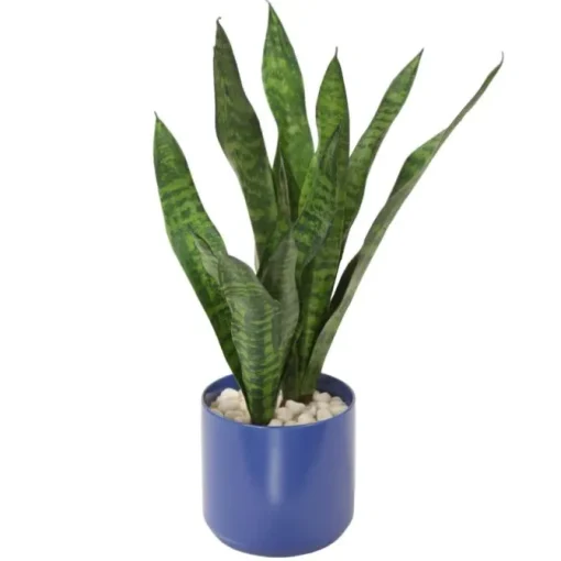Sanseveria Plants in Blue Pot