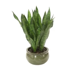 Sanseveria Plants in Green Stoneware