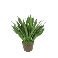 Sansevieria in Clay Planter