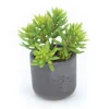 Sedum Succulents in Black Stone Pot (Min Pack 2)