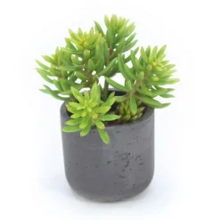 Sedum Succulents in Black Stone Pot (Min Pack 2)