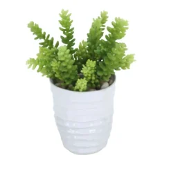 Sedum Succulents in White Artsi Pot (Min Pack 2)
