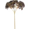 SEDUM W/O LEAVES -  (Set of 12)