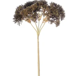 SEDUM W/O LEAVES -  (Set of 12)