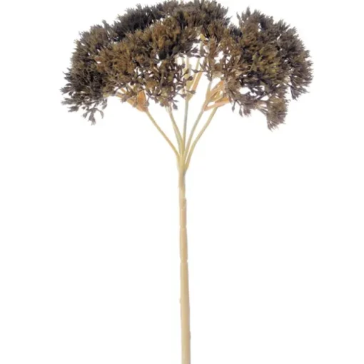 SEDUM W/O LEAVES -  (Set of 12)