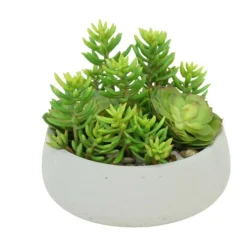 Senecio and Echeveria Garden with Rocks, Moss and Sand in Gray Bowl.