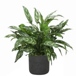 Silver Queen Floor Plant in Black Wash Planter