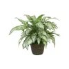 Silver Queen Planting in Antique Planter