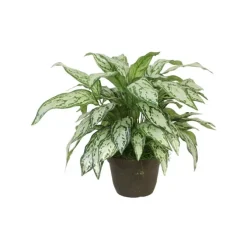 Silver Queen Planting in Antique Planter