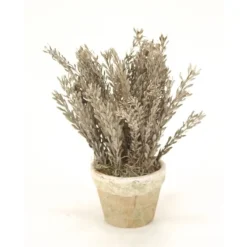 Silver-White Pubescence