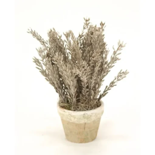Silver-White Pubescence