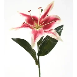 Single Hawaiian Lily in Cream Rose Pink (Sold in Multiples of 12)