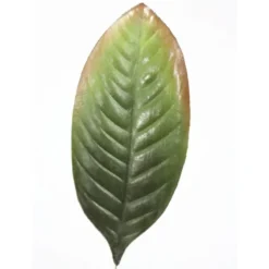 Single Magnolia Leaf