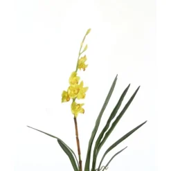 Small Cymbidium Plant in Yellow (Sold in Multiples of 6)