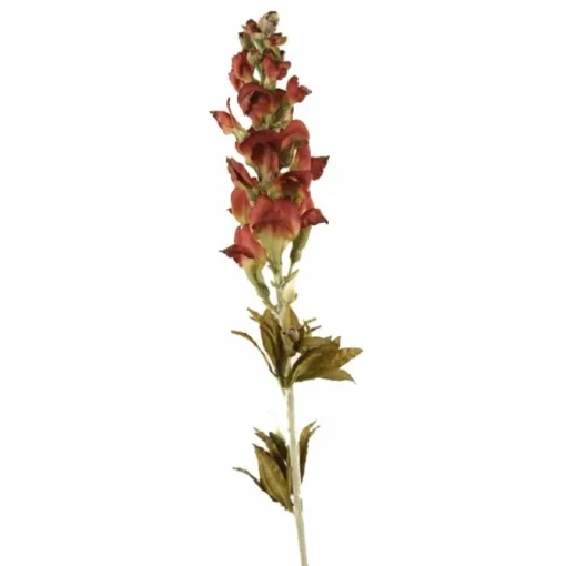 Snapdragon Spike in Burgundy Green