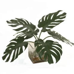 Split Philodendron Leaf in Square Glass