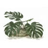 Split Philodendron Leaf in Low Glass Bowl