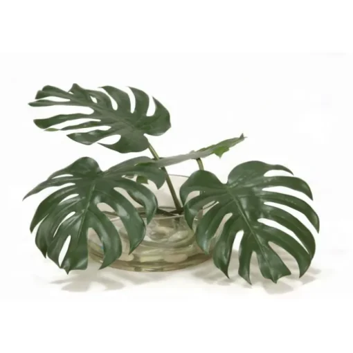Split Philodendron Leaf in Low Glass Bowl