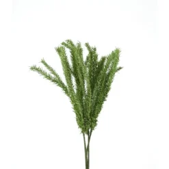 Springeri Spray Green   (Set of 24)