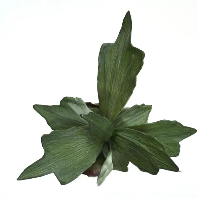 22" Stag Horn Fern Plant  (Sold in Multiples of 6)