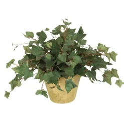 Star Ivy in Olive Wash Clay Pot