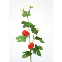 Strawberry Natural Red (Sold in Multiples of 12)