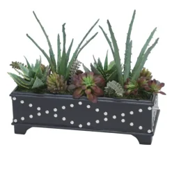 Succulent Garden in Black Leather Box