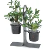 Succulent Garden in Glass with Iron Holder
