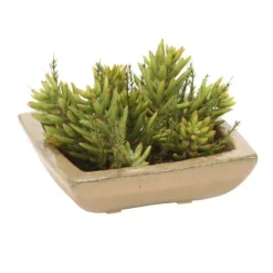 Succulent Garden in Square Stoneware Tray