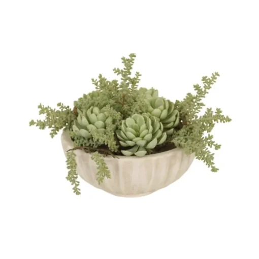 Succulent Garden in White Ribbed Bowl