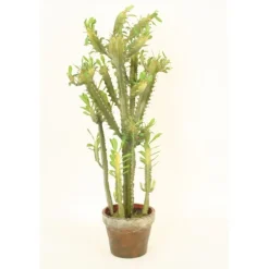 Succulent Tree in Aged Terra Cotta Pot