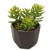 Succulents in Small Benito Pot  (Pack of 2)