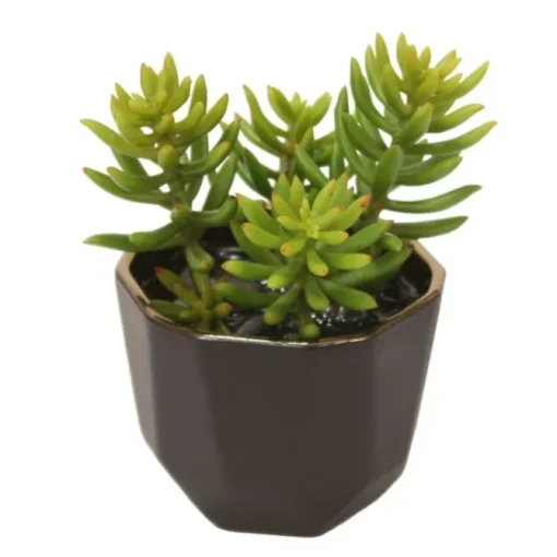Succulents in Small Benito Pot  (Pack of 2)
