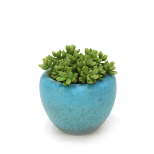 Succulents in Turquoise Pot (Pack 2)