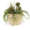 Succulents with Button Fern in Beige Planter