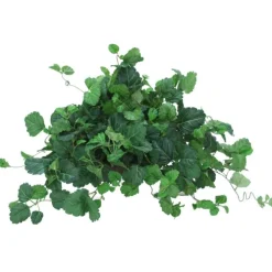 Swish Ivy (Pack 2)