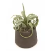 Tillandsia Air Plant in Chocolate Pot