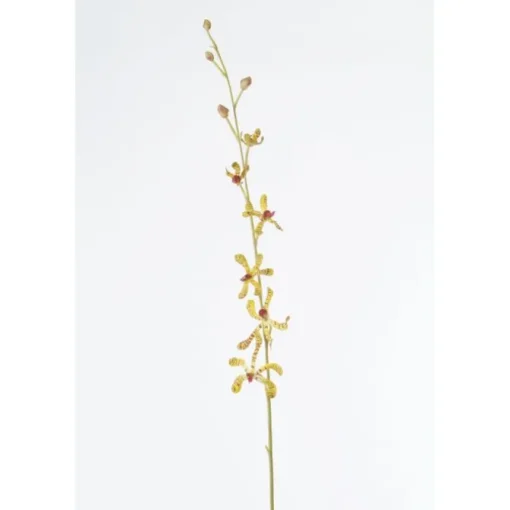 40" Vanda Orchid Plant in Gold (Sold in Multiples of 6)
