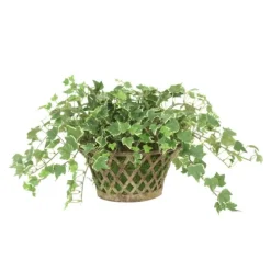 Variegated Ivy in Metal Open Weave Basket