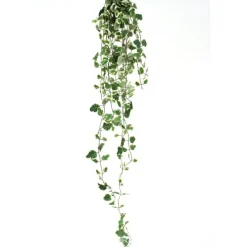 Vinca Major Green White Variagated    (Set of 12)