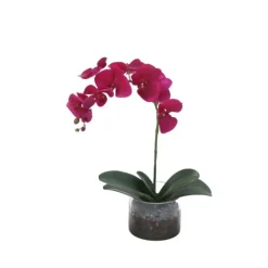Violet Orchid with Foliage